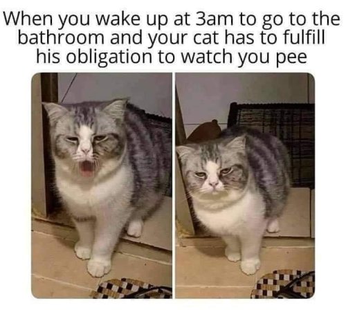 MEOW_IRL