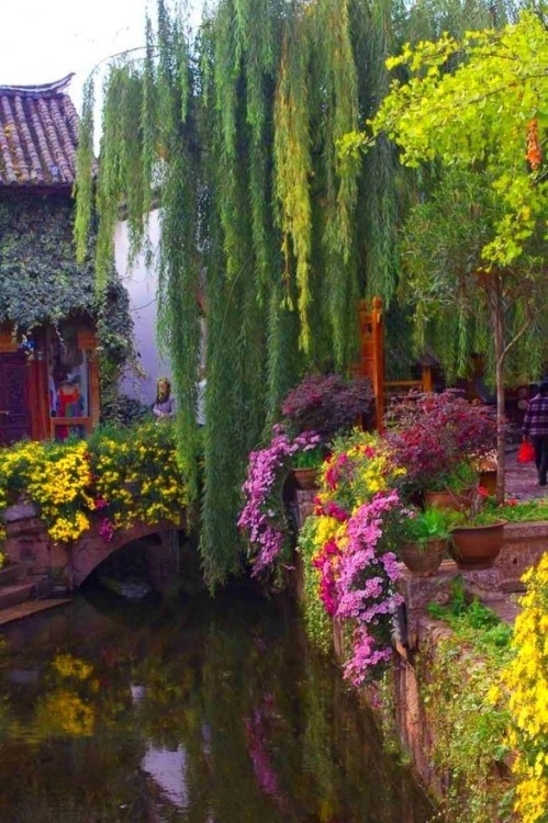 illusionwanderer: Weeping Willow Bridge, Yunnan, China via indulgy