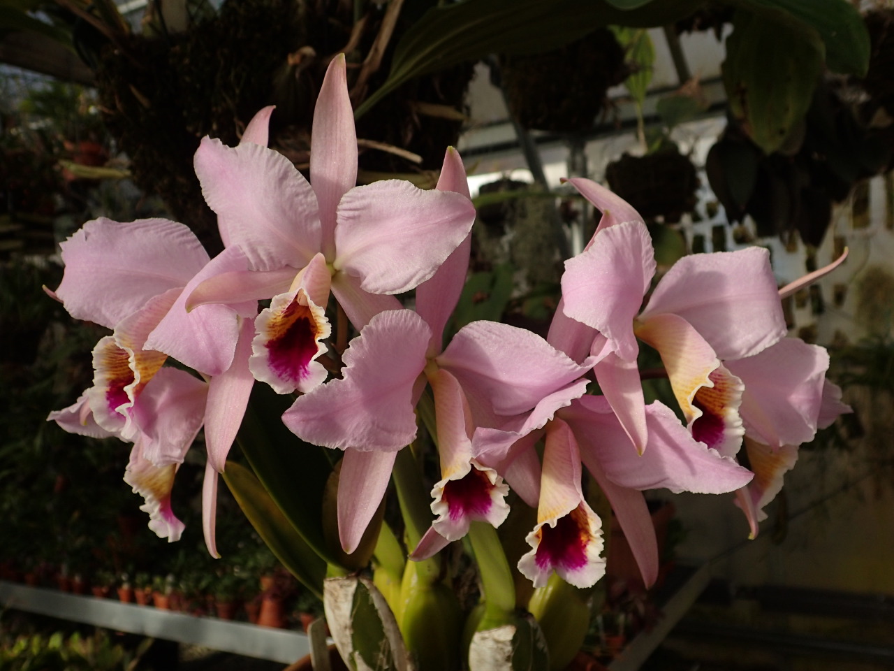 orchid-a-day:  Cattleya percivaliana Syn.: Cattleya labiata var. percivaliana et