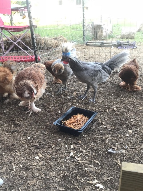 The chicks are very perplexed about The Noodle