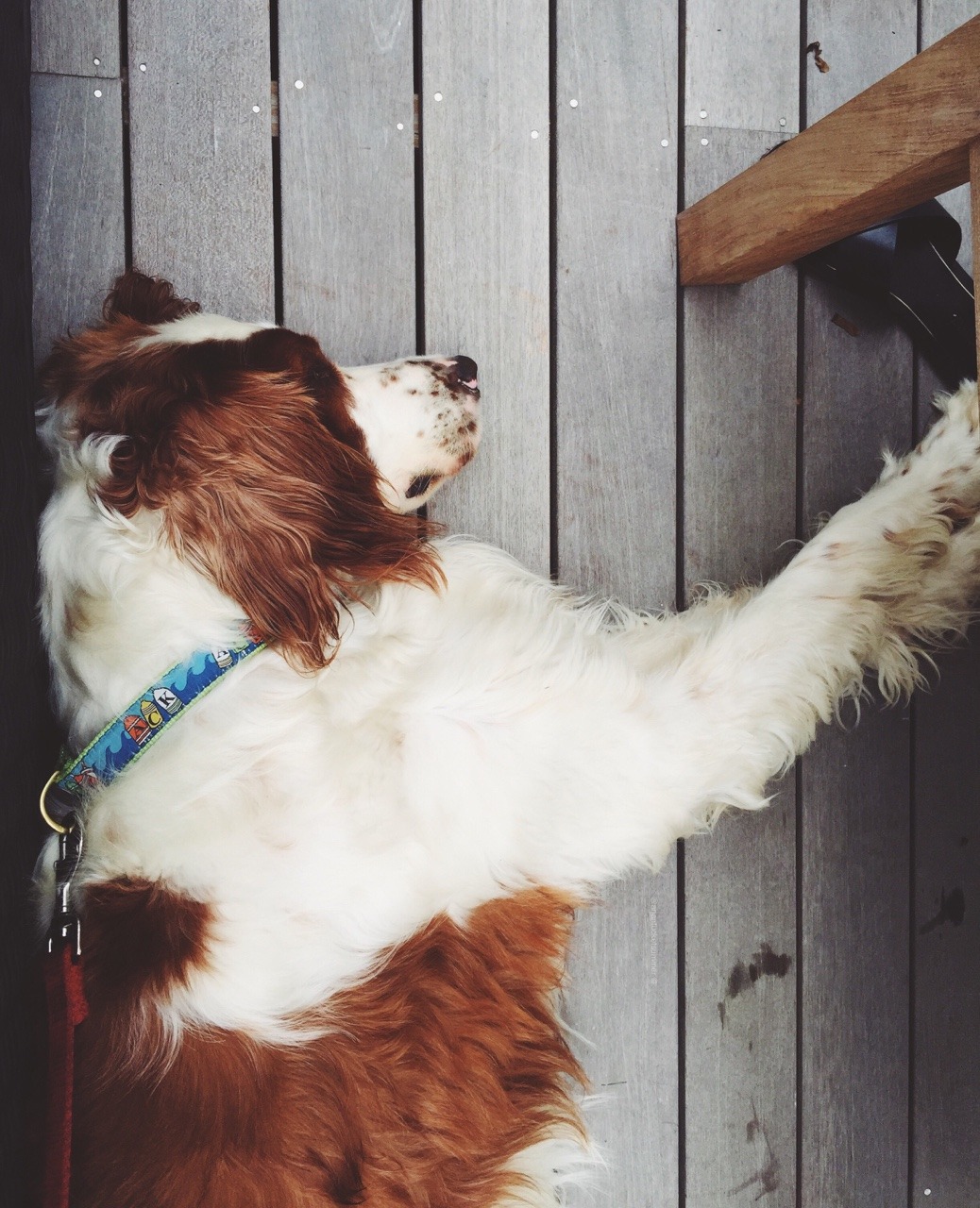 A Blog Just About Dogs