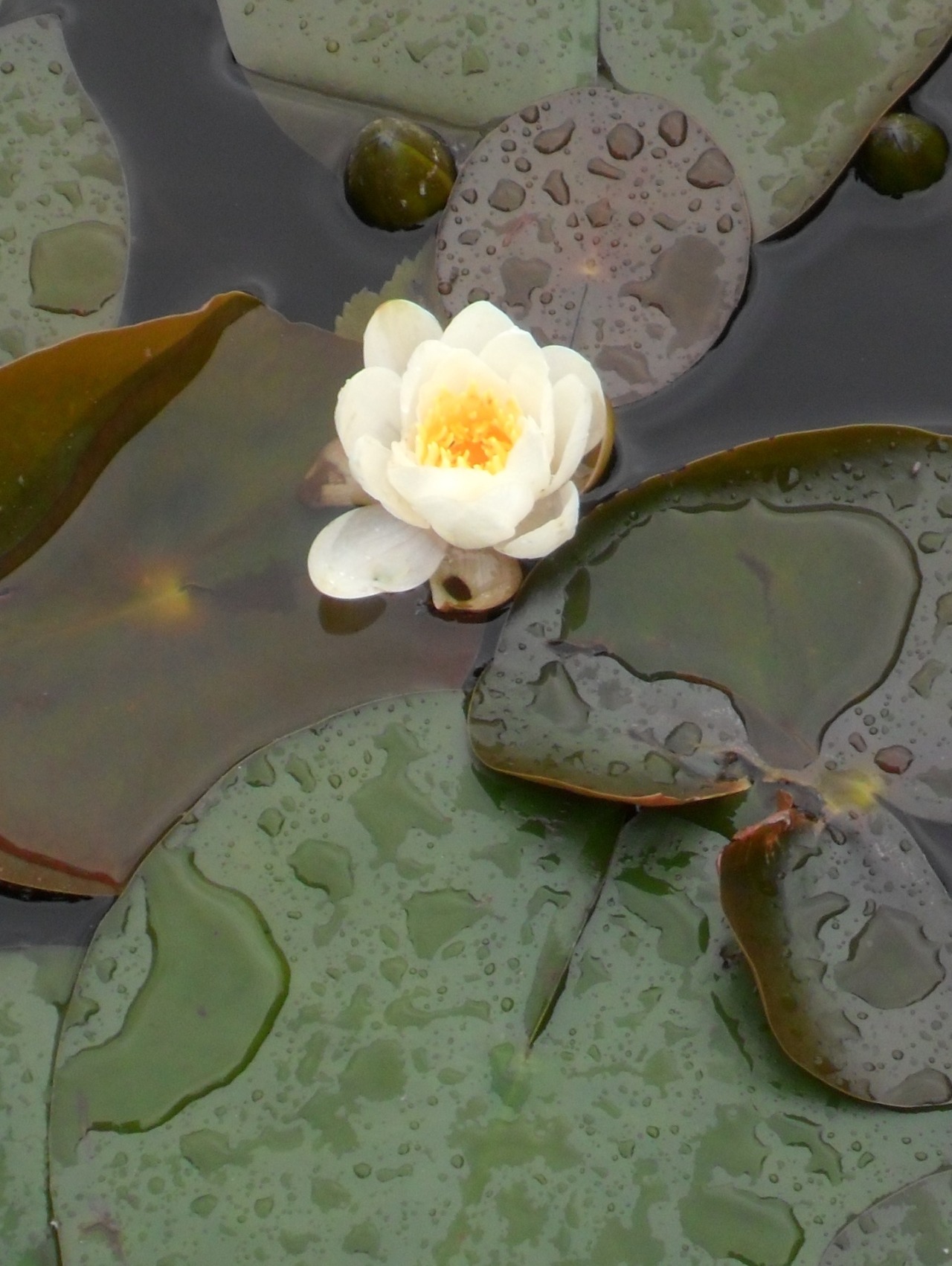 vwcampervan-aldridge:  Water lilly emerges, Blackroot Pool, Sutton Park, Sutton Coldfield,