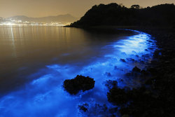 boredpanda:Bioluminescent Plankton Glow In Bloom On The Shores Of Hong Kong