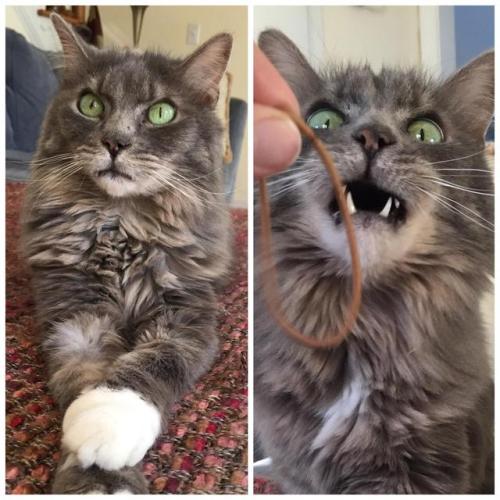 otherwise-called-squidpope:catsbeaversandducks:“Well I’m just over here being majestic and… OMG I NE