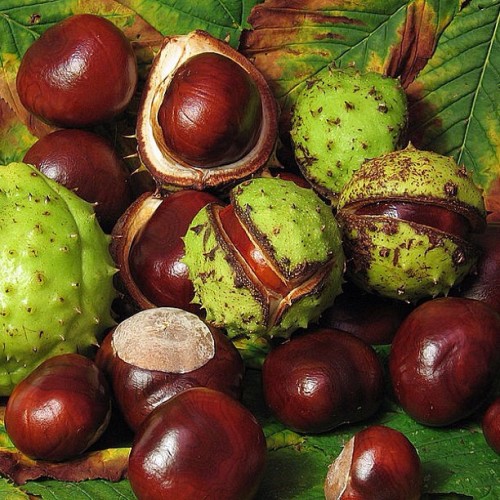 thepoisondiaries: The #horse #chestnut or #conker #tree is a large deciduous tree. The #seed, #leaf,