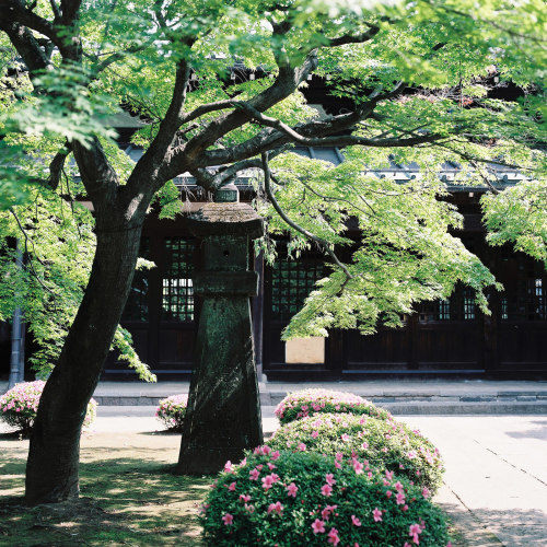 dontrblgme2:  豪徳寺 (via Etanova Garcia)