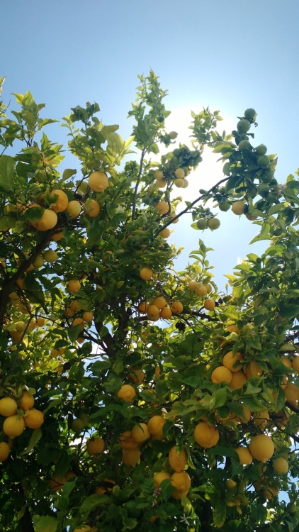 bigyoshienergy:startwerk17:My neighbor’s lemon tree looked so pretty today✨