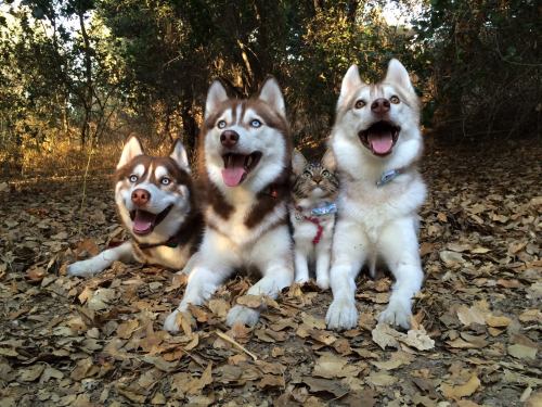 laughingsquid: Loving Maternal Siberian Husky Dog and Her Two Canine Brothers Adopt a Tiny Kitten a