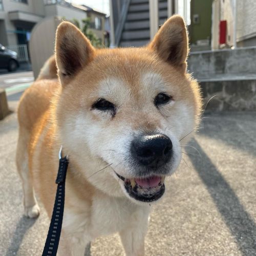 まだお腹の調子が悪い小麦さん。今朝の散歩はお友達ワンコと遊んだりしてました 今日もまた楽しく過ごしたいですね✨ #dog #doge #shiba #shibe #shibainu #shibasta