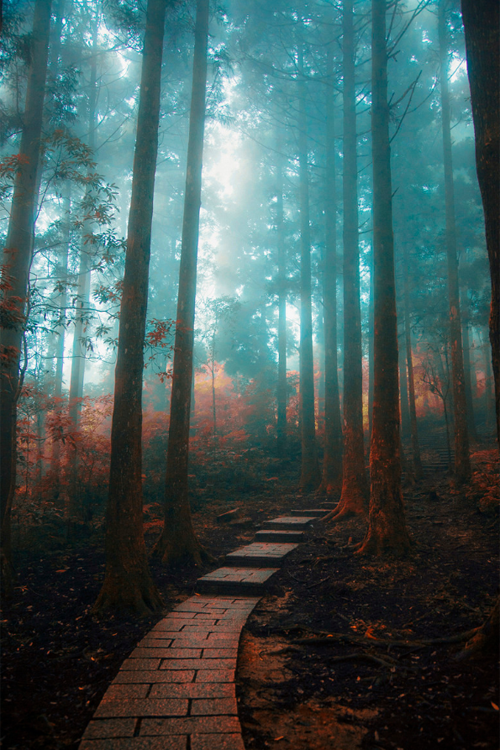 plasmatics-life:  The Path In My Dream ~ porn pictures