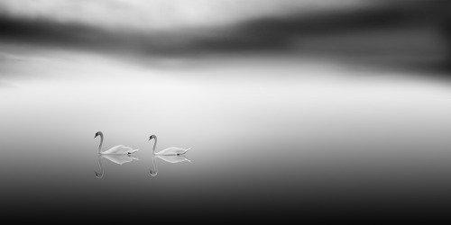 artemisdreaming:  Swan Lake, Zurich, 2010 Vassilis Tangoulis HERE See High-res   