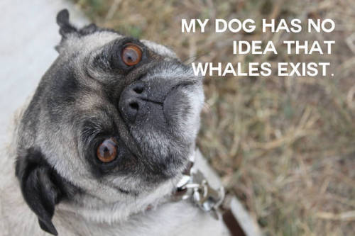 thatonecubjon:  pastel-yuri:My dog has no idea that whales exist  can i have a domesticated bear???