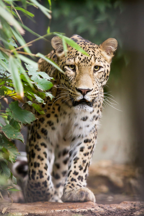 bigcatkingdom:Persian leopard (by Cloudtail)