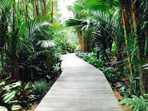 irungracepace:Singapore Botanical Garden!