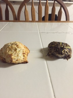 because-edmund:  My dad got very excited because he thinks my frog looks like this biscuit 