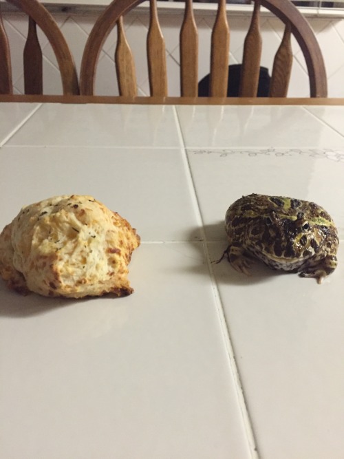 because-edmund:My dad got very excited because he thinks my frog looks like this biscuit