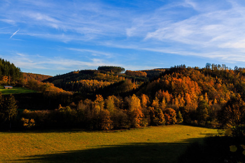 nature-hiking:Hillside autumn colours - Belgian Ardennes, November 2018photo by nature-hiking