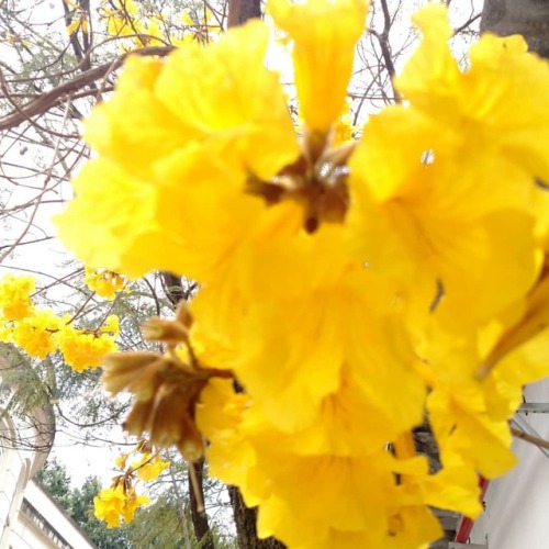 Amarelo… #brasil #SP #saopaulocity #ipeamarelo #yellow #amarelo #flor #flower #tabebuia #arvo