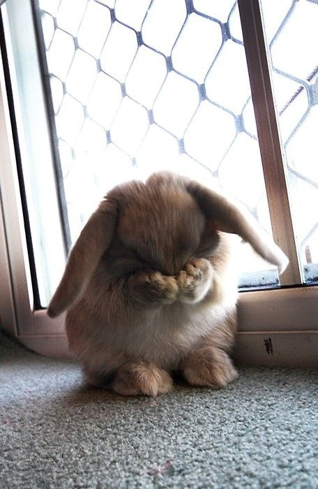 clit-erally:  some bunnies just got a lot of feelings, ya know? 