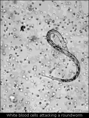 4gifs:  Eosinophils removing a nematode  Kill it !