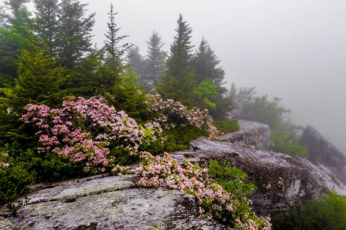 expressions-of-nature:  Bear Rocks Preserve, West Virginia by Anne M.Johnson