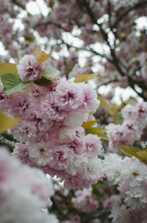 millivedder:Loveliest of trees, the cherry now, is hung with bloom along the bough