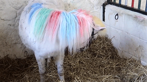 365daysinalife:  Born to be a unicorn.