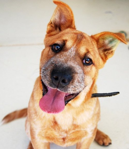 dogsandpupsdaily:  - Australian Cattle Dog Mix. Want more? Follow:http://dogsandpupsdaily.tumblr.com/