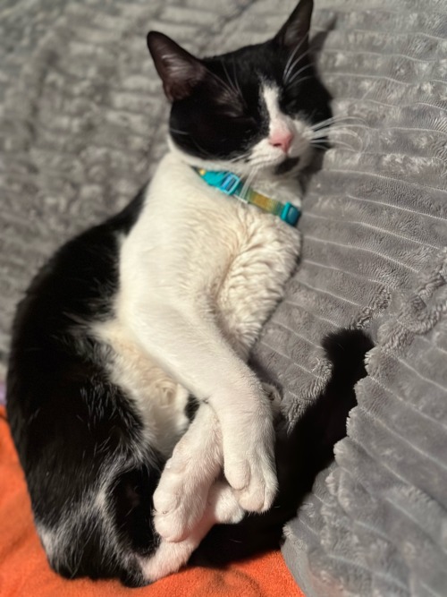 Good Morning Everyone, Please Meet The Newest Member Of Our Cat Crew, Everyone Say Hi To Sylvester!