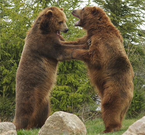 magicalnaturetour:  play time for the brothers by ucumari on Flickr.