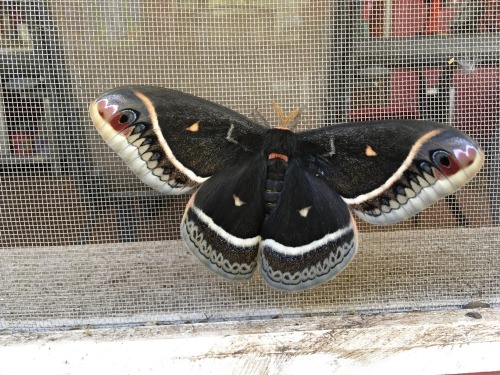 onenicebugperday:  Calleta silkmoth adults and caterpillars, Eupackardia calleta, SaturniidaeFound in Arizona, New Mexico, Texas, Mexico, and Central America. Some specimens have been recorded with wingspans of more than five inches.Photo 1 by jpietra,