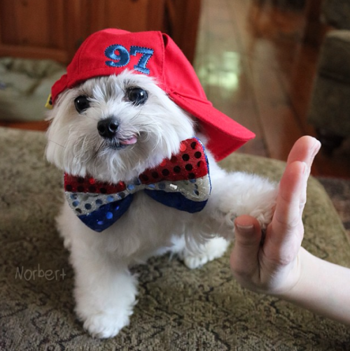 catsbeaversandducks:This little guy gives the coolest high-fives EVER.Photos by ©Norbert The Dog