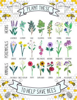 diy:  Help Attract Bees with Plants! Many plants can’t create a seed, nut, berry, or fruit without the help of bees. Bee populations have been mysteriously declining, but we do have the power to revive bee colonies ourselves. Check out these 8 beekeeper