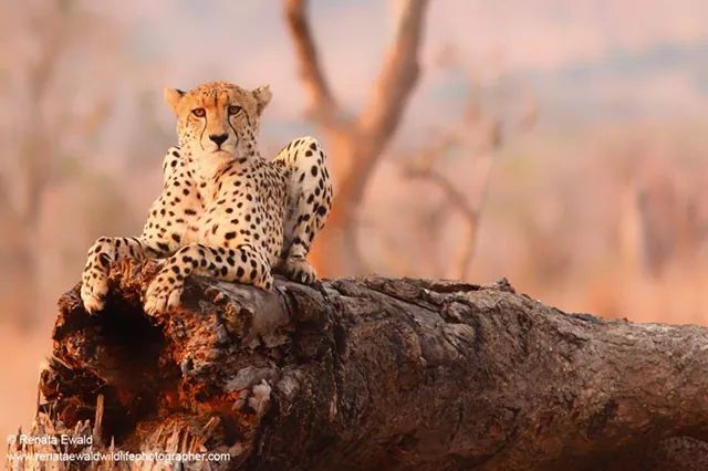 <p>Cheetah @ last light of day</p>