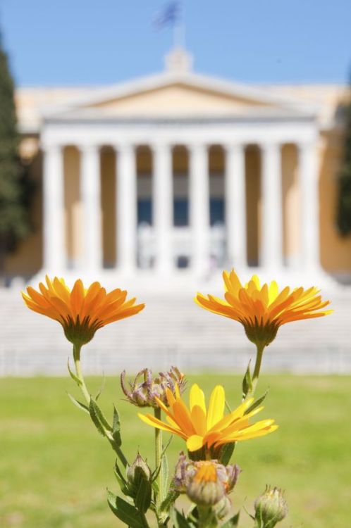 Flowers in the garden of Zappeion, Athens, Greece. Photo by Costas Delhas.