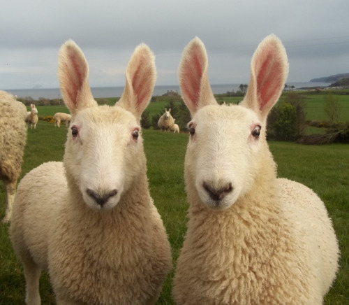 carpecanem:clevermanka:So today I learned about the existence of Border Leicester sheep. You’r