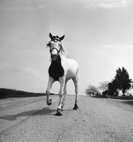weirdvintage:Jimmy the Roller-Skating Horse, Ohio, 1952 (via)