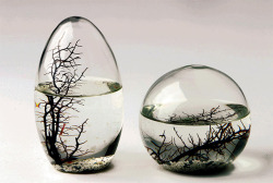 coolthingoftheday:  This is an Ecosphere. It is an enclosed self-containing ecosystem that contains algae, plant life, and microscopic shrimp. It requires no care or maintenance - all you have to do is place it somewhere warm and sunny, and the organisms