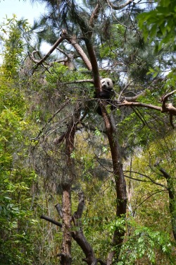giantpandaphotos:  Xiao Liwu at the San Diego Zoo, California, on March 29, 2013. Submitted by / © silenceispressing. 