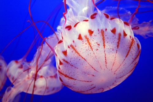 XXX coolthingoftheday: TOP TEN COOLEST JELLYFISH photo