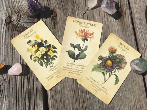aspen-witch: These botanical oracle cards by Lynn Araujo has become one of my favorite decks. Not on
