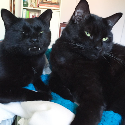 catsbeaversandducks:These Cute Vampurrs Want To Wish You A Happy Halloween“And we also want to suck your blood!”Photos by Monk And Bean