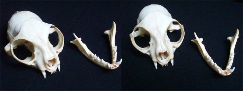 xxkitsune:  Cat skull  by ~xXKitsune    