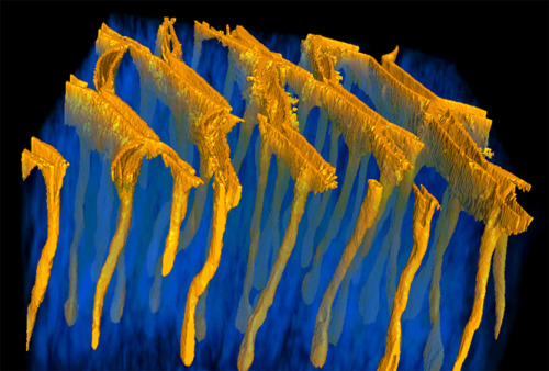 medicalschool:  The epithelium of the small intestine is the fastest self-renewing tissue in mammals. At the bottom of each villus is a narrow tubular structure, called the crypt (orange), where multi-potent stem cells reside. These cells divide daily,