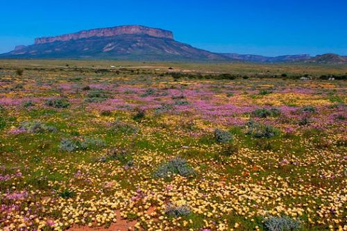 Explore South Africa’s Flower Route