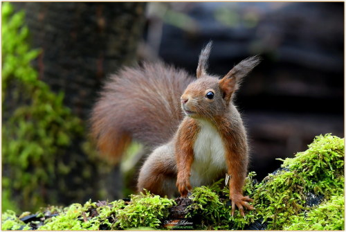 “ N° 1 sur Explore ” Écureuil roux ( Sciurius vulgaris ) by Le Papa'razzi ** Image d'arc