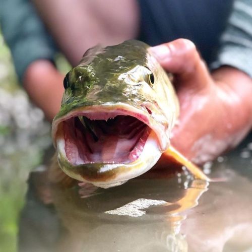 #fish #fishing #muskiefishing #muskie #predator #explore #naturephotography #candid #musky #captured