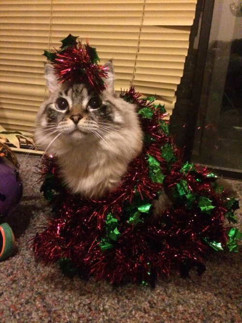 birbling: Christmas spirit