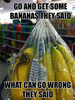 memebinge:  Go and get some bananas they
