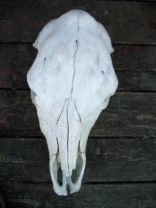 Neat old bull skull with a little bit of a twist! Nothing major—likely just a slight case of wry nos